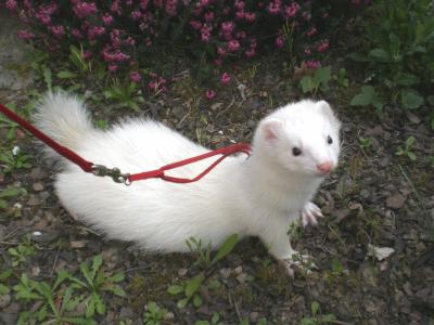 furet blanc